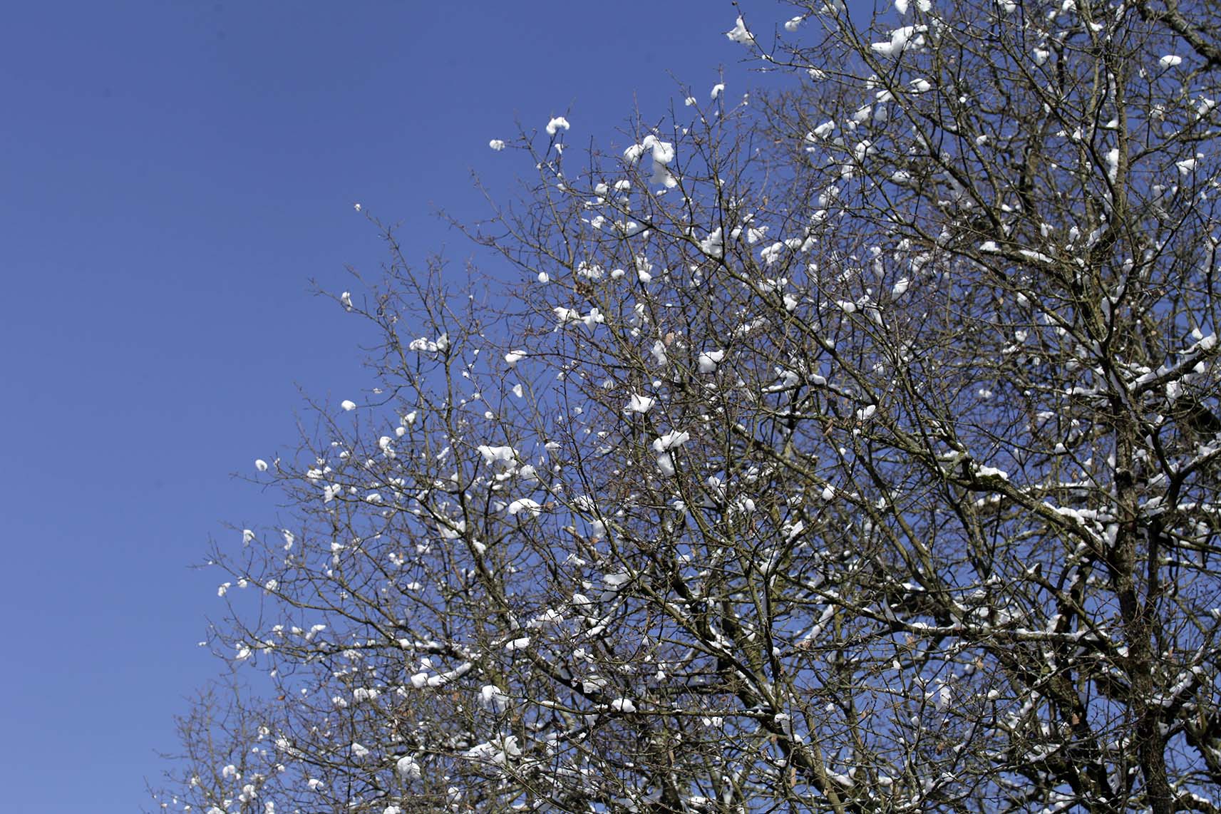 cerisier neige