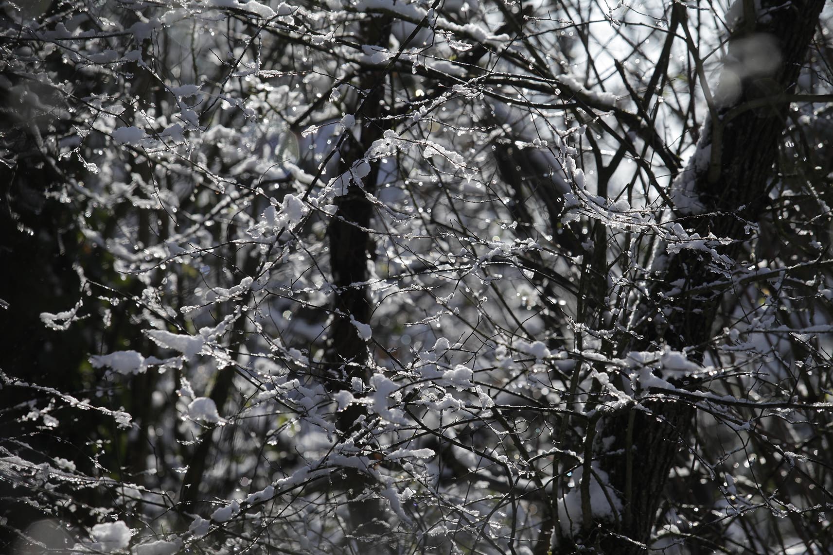 neige arbre